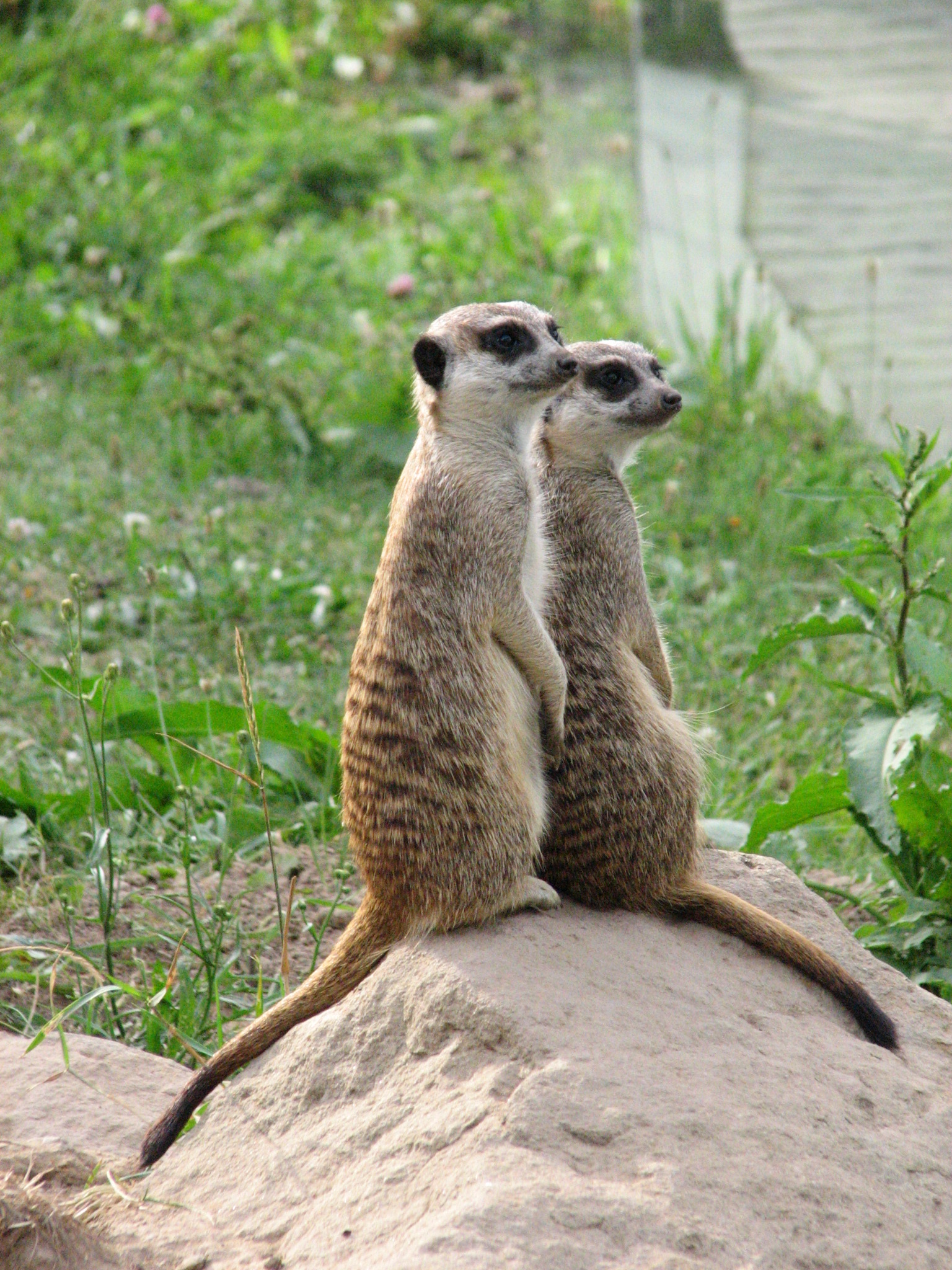 ZOO Dvůr Králové nad Labem 