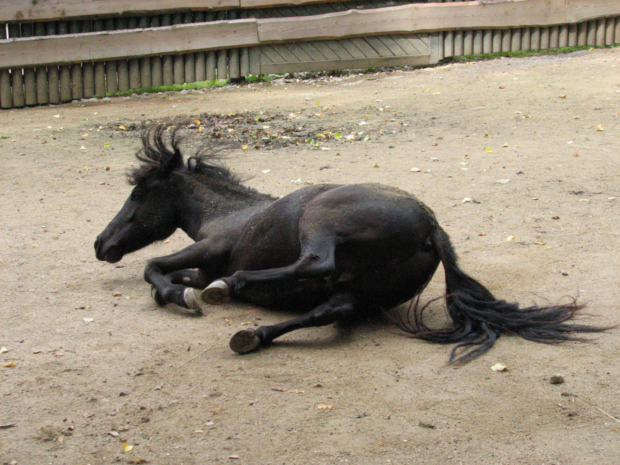 ZOO Dvůr Králové nad Labem 2