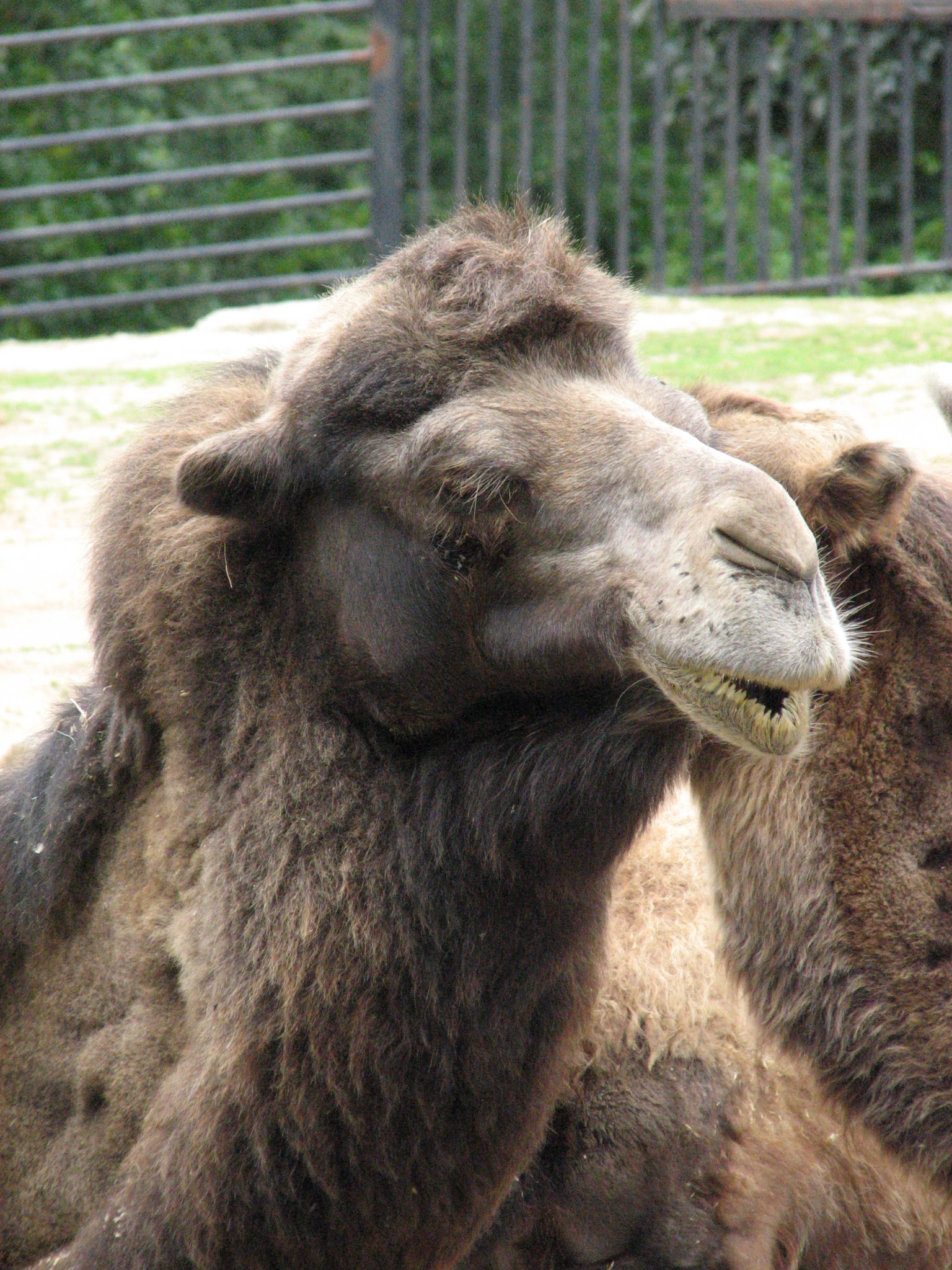 ZOO Dvůr Králové nad Labem 4