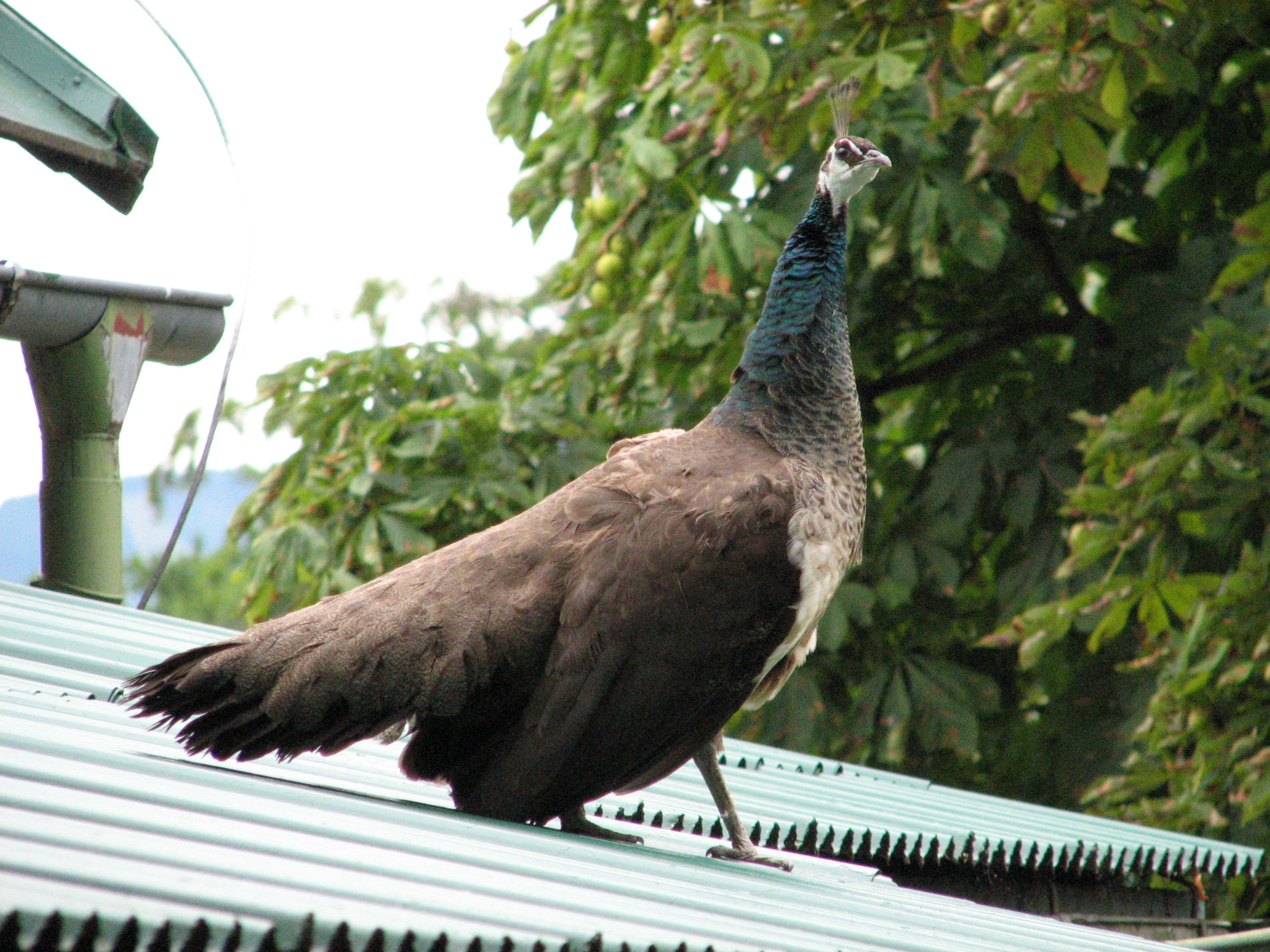 ZOO Dvůr Králové nad Labem 5