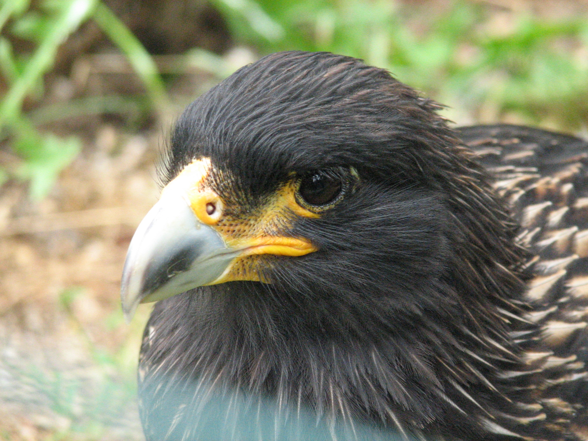 ZOO Dvůr Králové nad Labem 6