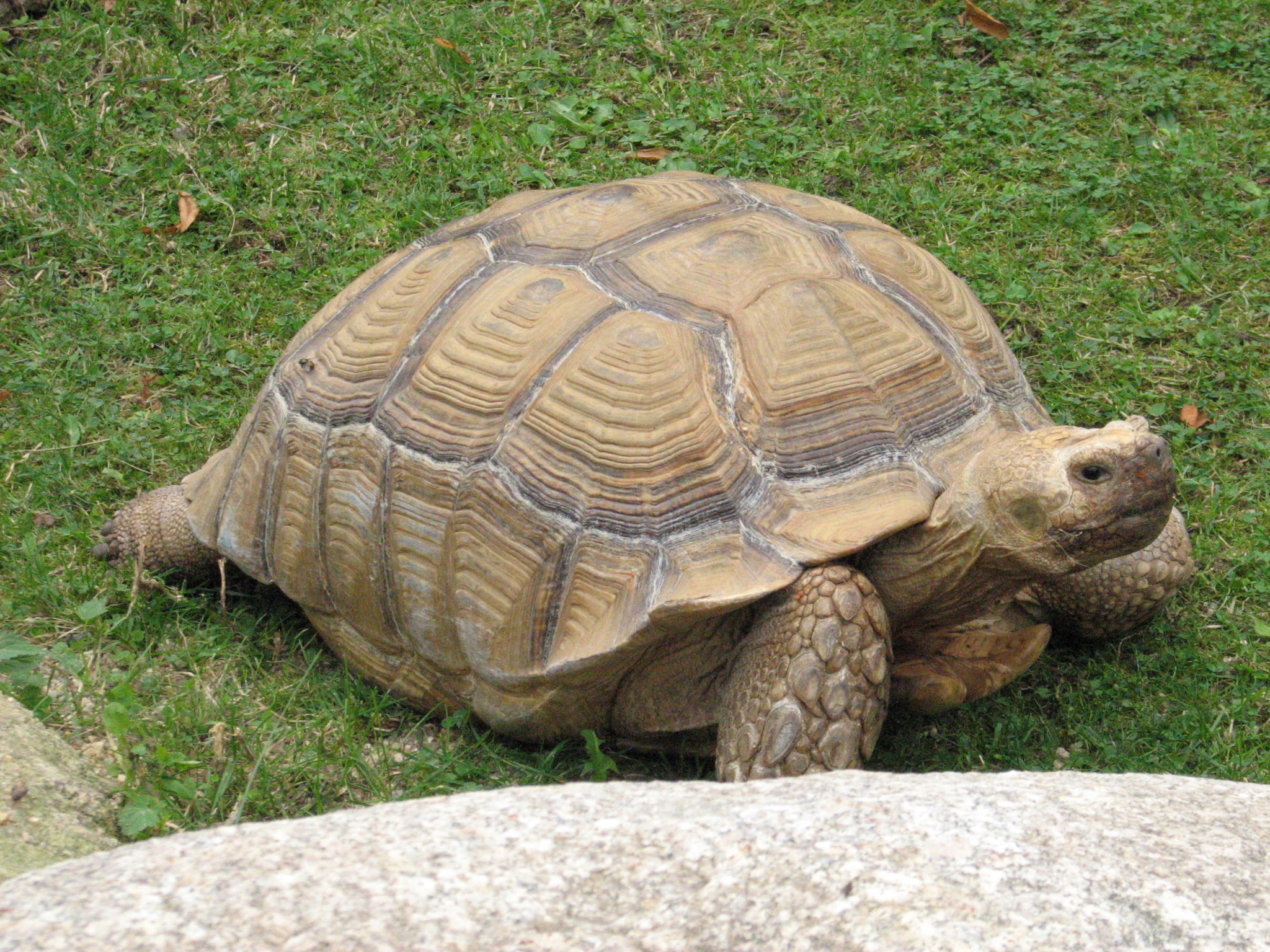 ZOO Dvůr Králové nad Labem 9