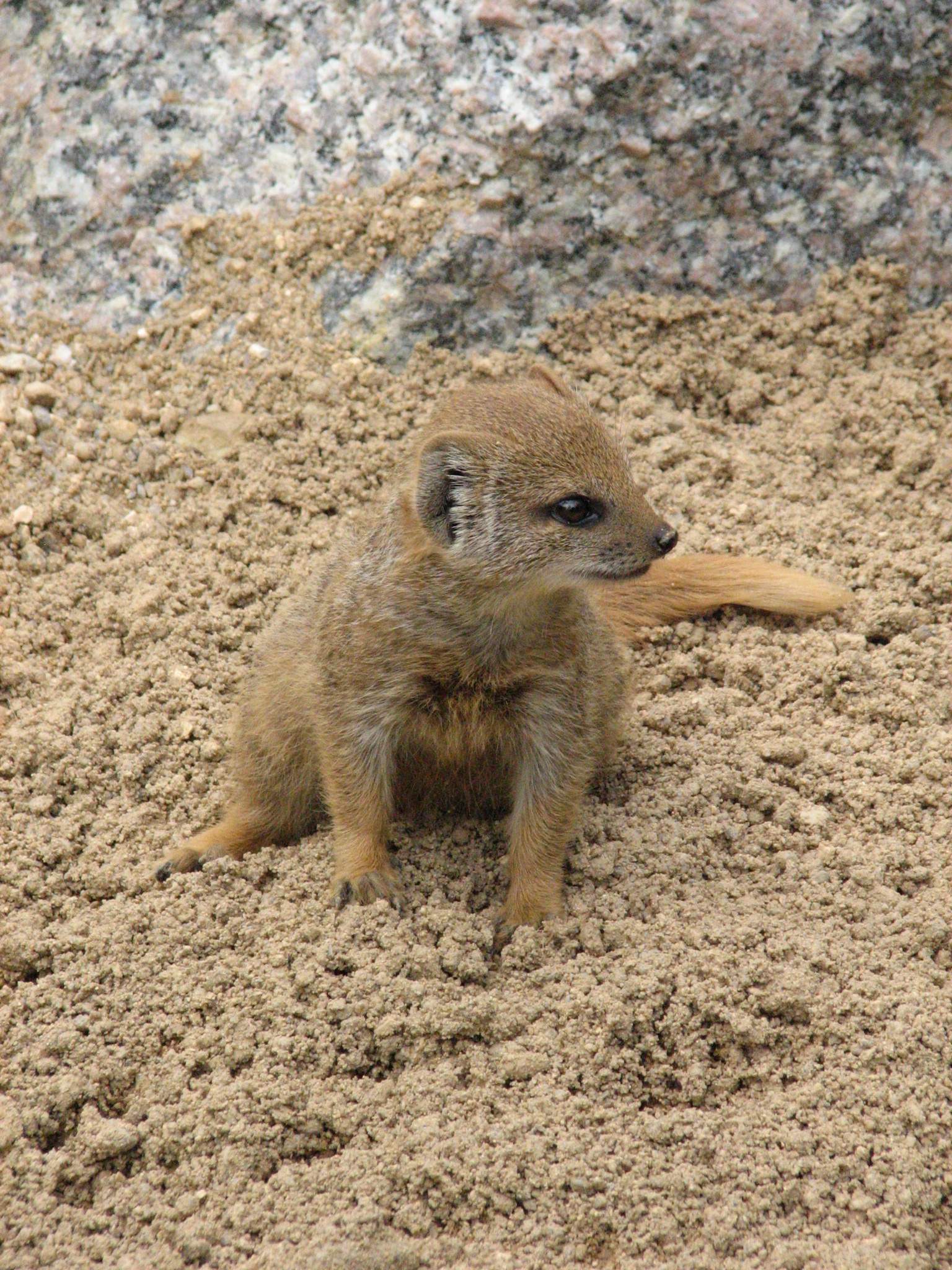 ZOO Dvůr Králové nad Labem 7